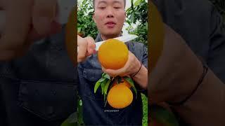 Satisfying fresh fruit farm #orange #fruit #shorts