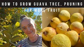 How To Grow a Guava Tree Pruning for more flowers & Fruit - Health Benefits - Staying Fit Over 50