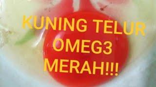 Cara membuat telur omega3 dan berwarna merah