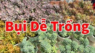 Những loại sen đá dễ trồng ở xứ nóng  succulent Gia Nghia