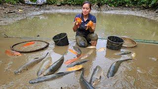 210 Days Harvest Fish Fruit Agricultural - Cooking Gardening Farm Animal  Ly Thi Ca