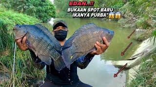 Mancing nemu ikan berkumpul jelas langsung panen nila babon