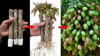 Best Way To Grafting Mango Tree With techniques Create root And Get more fruitHow to Growing plant
