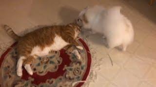 Pomeranian and Cats Adorable and Playful Moments
