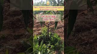 Mango Pruning-மா-கவாத்து செய்தல்