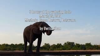 watering hole time lapse Botswana 2019