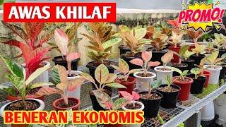 AWAS KHILAF‼️ Aglonema Harga Promo BENERAN EKONOMIS  224