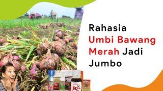 6 Pembesar Umbi Bawang Merah Terbaik dari Pupuk Sampai Hormon