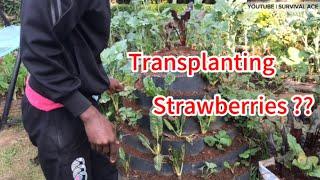 YOU WONT BELIEVE THIS FOUND A simple way to grow strawberry at HOME...Try this method Gardening