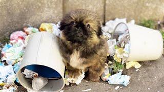 With hind legs like a frogs the disabled puppy rummaged through the trash in tears