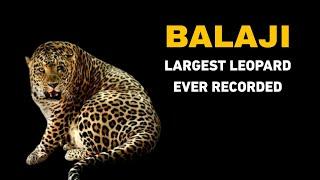 314 Pound Indian Leopard BALAJI - Largest Leopard Ever Recorded