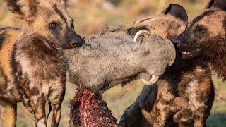 Terrific encounters of Wild Dogs with Warthogs