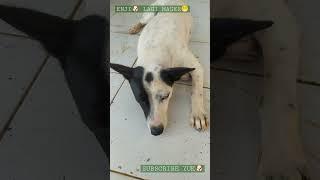 PENCINTA ANJING - Enji Lagi Mager #shorts #viral #anjing #anjingpintar #anjinglucu #anjingviral