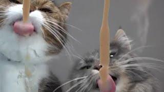 For a good mood  More of the Funniest Cats Video * Compilation 5