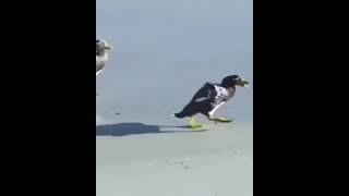 Утки защитили пингвина 