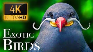 Exotic Birds 4K - Beautiful Bird Sounds In Rainforest  Jungle Sounds  Scenic Relaxation Film