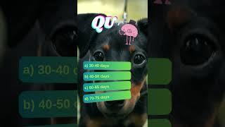 How Much Do You Know About Dogs? Take the Quiz  #quiz #quiztime #shorts #quizchallenge #quizgames