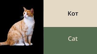 Names of animals in Russian  Russian vocabulary for beginners