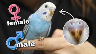How to Identify the Age and Gender of Your Budgie