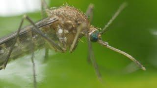 Mosquito Life Cycle - with information captions - UHD 4K