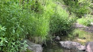 Read study and relax with the sounds of the beautiful little stream. Nature and birds meditation