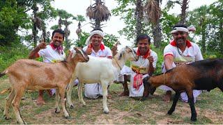 30kg Goat meat curry  Special Mutton Recipe for village people  3 full goat meat special curry