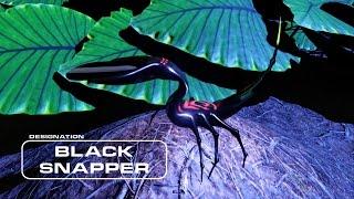 The Black Snapper—Testicle Predator