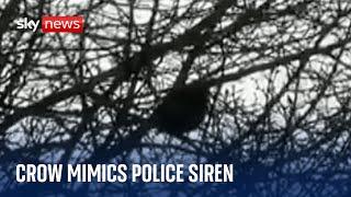 Bird confuses police officers by mimicking siren sound