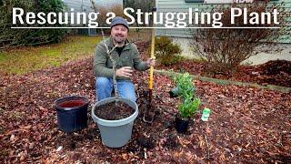 Rescuing a Struggling Plant