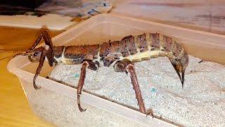 GIANT STICK INSECT Laying Eggs - Eurycantha calcarata