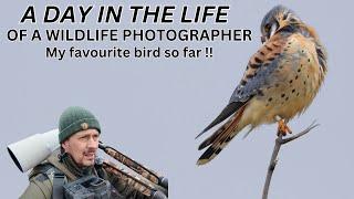 A DAY in the LIFE of a WILDLIFE PHOTOGRAPHER  My favourite bird of prey American Kestrel  Canon R3