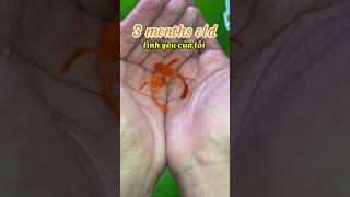 Quá trình phát triển của cá Guppy như thế nào ? Nhớ xem hết video nha  #bettasales #traicabetta