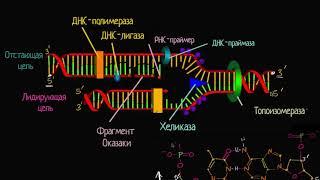 Лидирующая и отстающая цепи при репликации ДНК видео 8  ДНК. Молекулярная генетика  Биология
