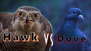 Hawk VS Dove  Peregrine falcon Goshawk attacks Compilation