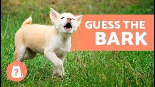 GUESS the DOG BREED by Their BARK  How Many Do You Know?