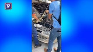 Gempar ular sawa dalam bahagian enjin kereta