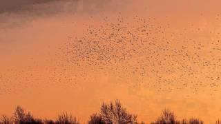 Swarm of birds Kansas sunrise