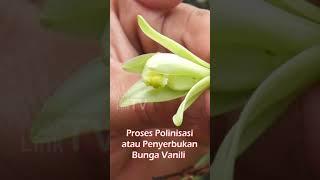 Cara Pengawinan Polinasi Bunga Vanili