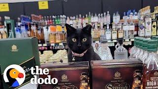 Rescue Cat Lives In Liquor Store  The Dodo