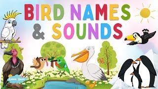 Birds Names and Sounds  Learn Birds Names  Learning Video for Kids