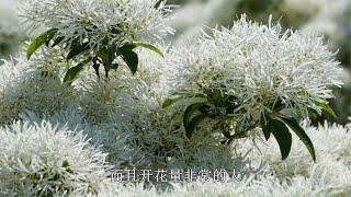 流苏又叫“四月雪”，四月开花满树雪白，繁花如雪，纯洁又美丽