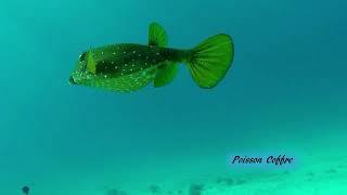 Guide des Poissons de Mer Rouge observés en Snorkeling sur les coraux et récifs 