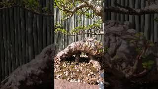 The Spectacular Spekboom Dr. Andre Swarts World-Class Bonsai