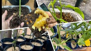 How to start growing turmeric and ginger for your garden 2023