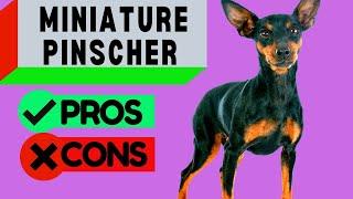 Miniature Pinscher Pros and Cons  Including Min Pin Barking Problems  Should you get One