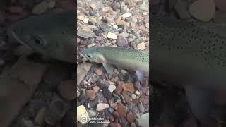 A Summers Worth of Fish- Glacier Guides and Montana Raft