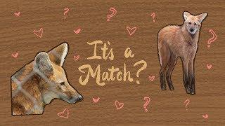 Matchmaking For Maned Wolves  Maddie About Science