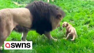 Cute moment lion cub stands up to father picking on him - prompting its mum to get involved  SWNS