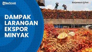 Dampak Larangan Ekspor Minyak Kelapa Sawit Indonesia Dirasakan Dunia Pasar Global dalam Kekacauan
