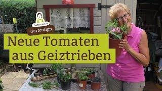 Länger Tomaten ernten Geiztriebe einpflanzen